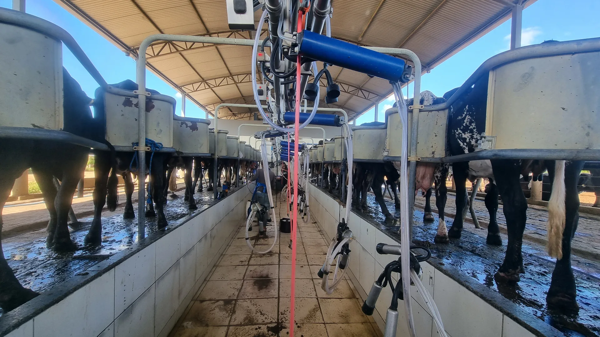 Processo de Ordenha